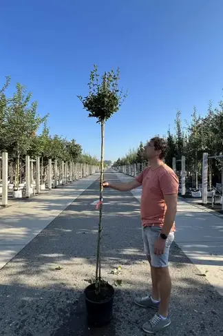 Zwergflieder 'Palibin' Hochstamm | Syringa meyeri 'Palibin'