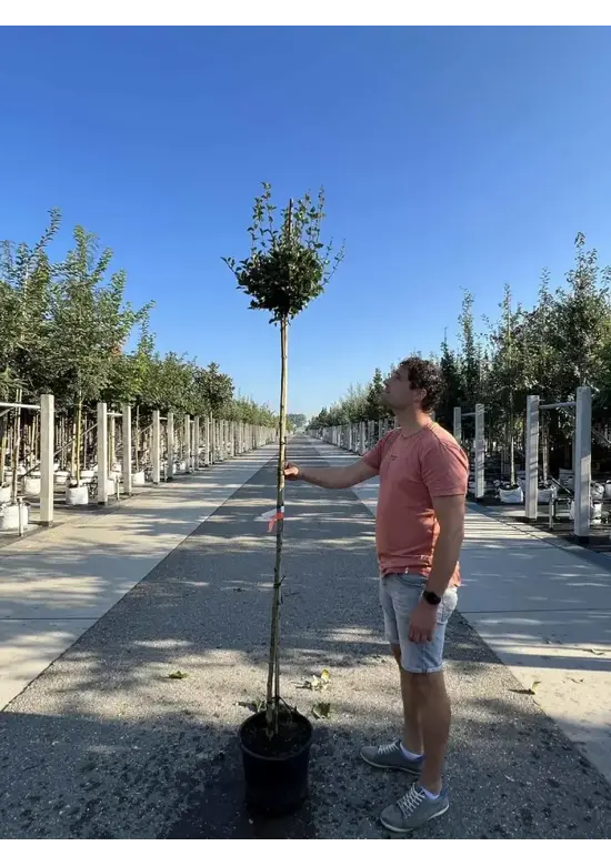 Zwergflieder 'Palibin' Hochstamm  | Syringa meyeri 'Palibin'