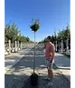 Zwergflieder 'Palibin' Hochstamm  | Syringa meyeri 'Palibin'