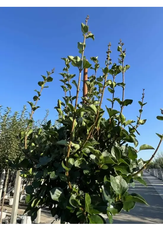 Zwergflieder 'Palibin' Hochstamm  | Syringa meyeri 'Palibin'