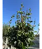 Zwergflieder 'Palibin' Hochstamm  | Syringa meyeri 'Palibin'