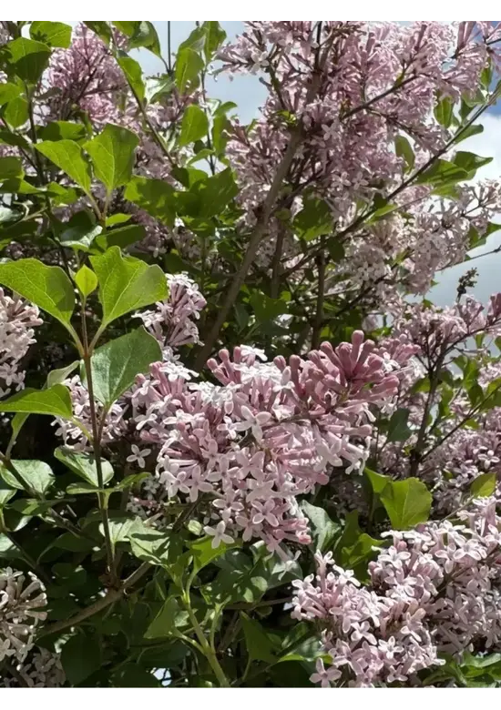 Zwergflieder 'Palibin' Hochstamm  | Syringa meyeri 'Palibin'