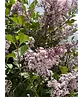Zwergflieder 'Palibin' Hochstamm  | Syringa meyeri 'Palibin'