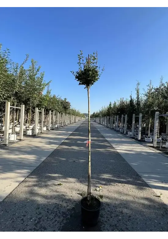 Zwergflieder 'Palibin' Hochstamm  | Syringa meyeri 'Palibin'