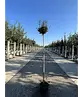 Zwergflieder 'Palibin' Hochstamm  | Syringa meyeri 'Palibin'