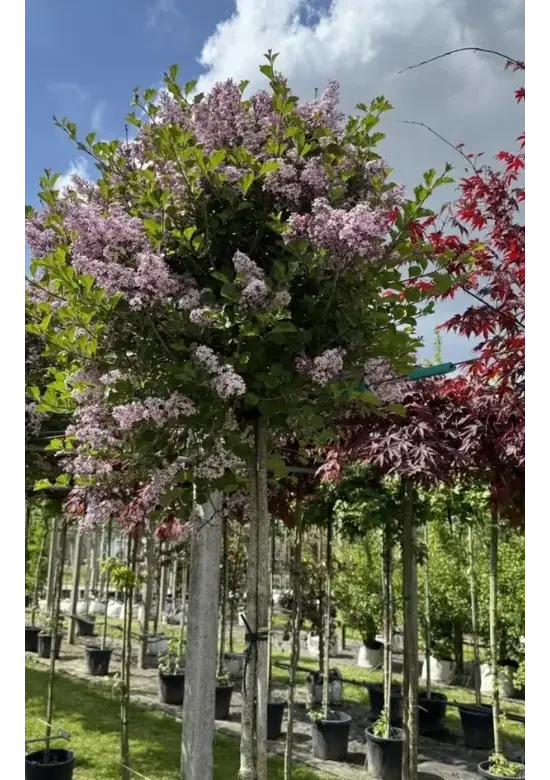 Zwergflieder 'Palibin' Hochstamm  | Syringa meyeri 'Palibin'