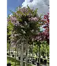 Zwergflieder 'Palibin' Hochstamm  | Syringa meyeri 'Palibin'