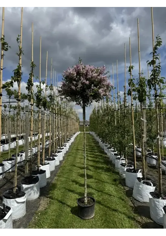 Zwergflieder 'Palibin' Hochstamm  | Syringa meyeri 'Palibin'