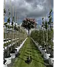 Zwergflieder 'Palibin' Hochstamm  | Syringa meyeri 'Palibin'