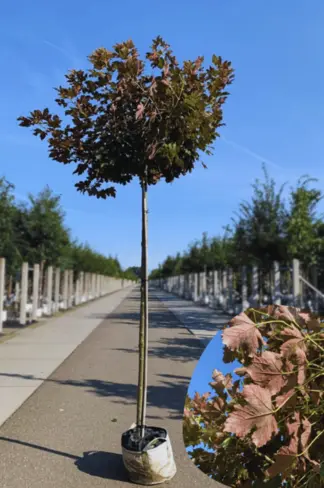 Berg-Ahorn 'Prinz Handjery' | Acer pseudoplatanus 'Prinz Handjery'