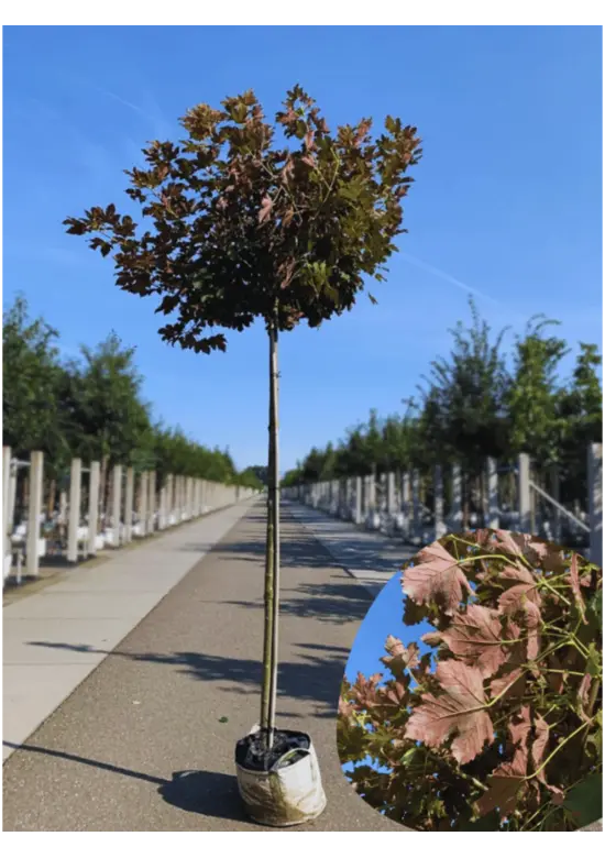Berg-Ahorn 'Prinz Handjery' | Acer pseudoplatanus 'Prinz Handjery'