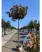 Berg-Ahorn 'Prinz Handjery' | Acer pseudoplatanus 'Prinz Handjery'
