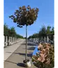 Berg-Ahorn 'Prinz Handjery' | Acer pseudoplatanus 'Prinz Handjery'