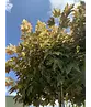 Berg-Ahorn 'Prinz Handjery' | Acer pseudoplatanus 'Prinz Handjery'