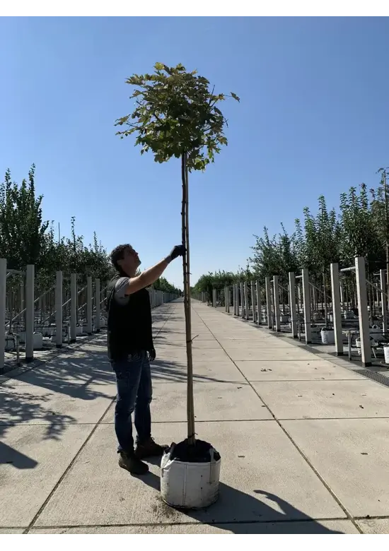 Berg-Ahorn 'Prinz Handjery' | Acer pseudoplatanus 'Prinz Handjery'