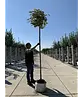 Berg-Ahorn 'Prinz Handjery' | Acer pseudoplatanus 'Prinz Handjery'
