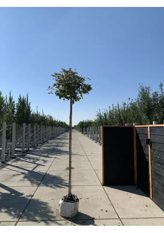 Berg-Ahorn 'Prinz Handjery' | Acer pseudoplatanus 'Prinz Handjery'