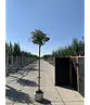 Berg-Ahorn 'Prinz Handjery' | Acer pseudoplatanus 'Prinz Handjery'