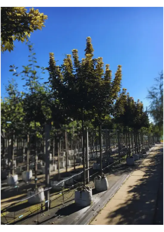 Berg-Ahorn 'Prinz Handjery' | Acer pseudoplatanus 'Prinz Handjery'