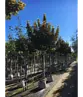 Berg-Ahorn 'Prinz Handjery' | Acer pseudoplatanus 'Prinz Handjery'
