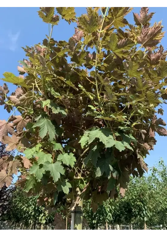 Berg-Ahorn 'Prinz Handjery' | Acer pseudoplatanus 'Prinz Handjery'