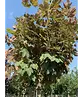 Berg-Ahorn 'Prinz Handjery' | Acer pseudoplatanus 'Prinz Handjery'