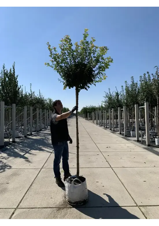 Weißbunter Feldahorn 'Carnival' | Acer campestre 'Carnival'
