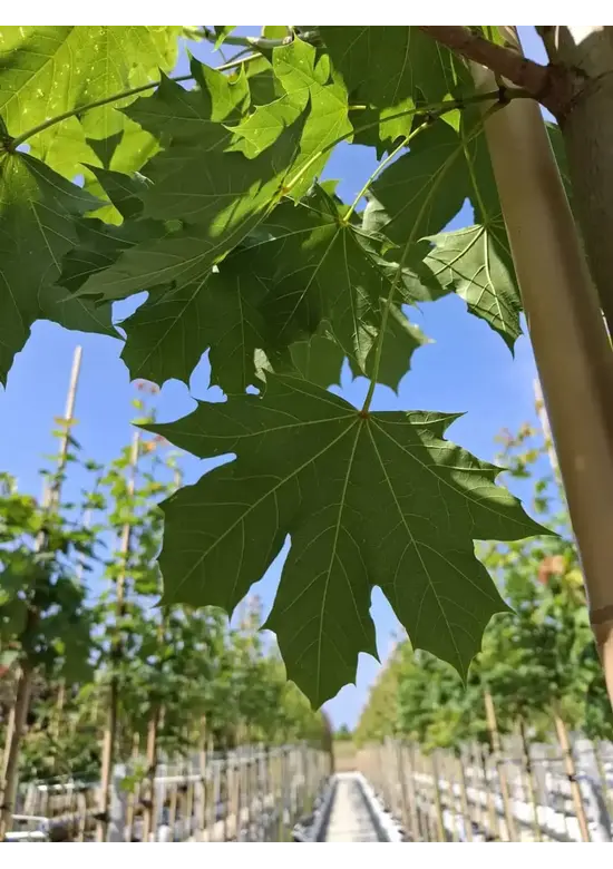 Spitzahorn Hochstamm | Acer platanoides