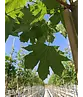 Spitzahorn Hochstamm | Acer platanoides