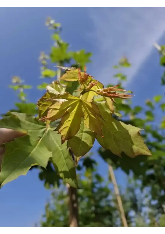 Spitzahorn Hochstamm | Acer platanoides