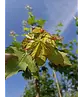 Spitzahorn Hochstamm | Acer platanoides
