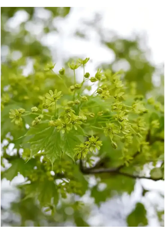 Spitzahorn Hochstamm | Acer platanoides