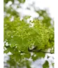 Spitzahorn Hochstamm | Acer platanoides