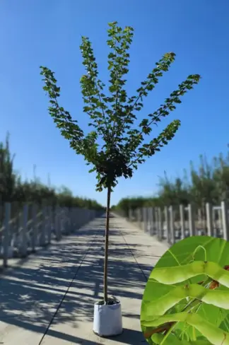 Spitzahorn Hochstamm | Acer platanoides