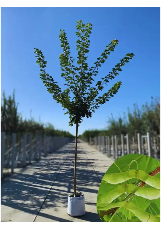 Spitzahorn Hochstamm | Acer platanoides