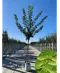 Spitzahorn Hochstamm | Acer platanoides