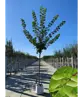 Spitzahorn Hochstamm | Acer platanoides