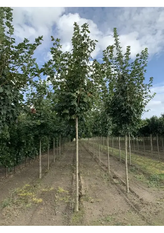 Spitzahorn Hochstamm | Acer platanoides