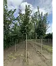 Spitzahorn Hochstamm | Acer platanoides