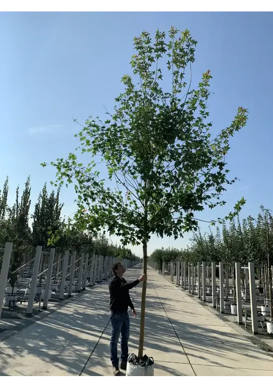 Spitzahorn Hochstamm | Acer platanoides
