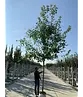 Spitzahorn Hochstamm | Acer platanoides