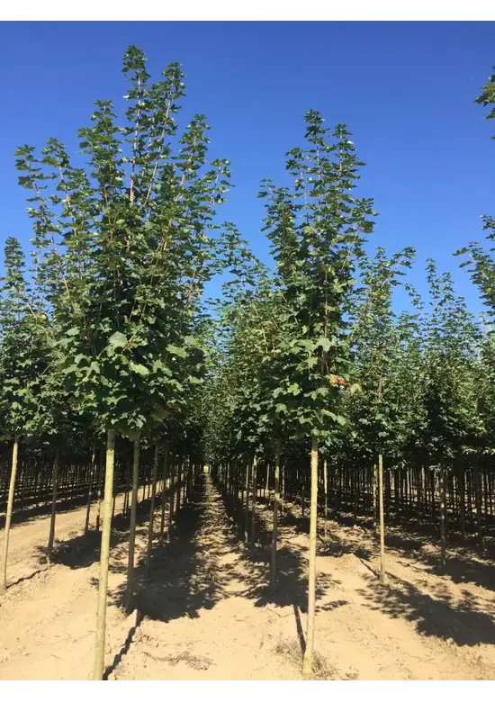 Spitzahorn Hochstamm | Acer platanoides