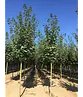 Spitzahorn Hochstamm | Acer platanoides