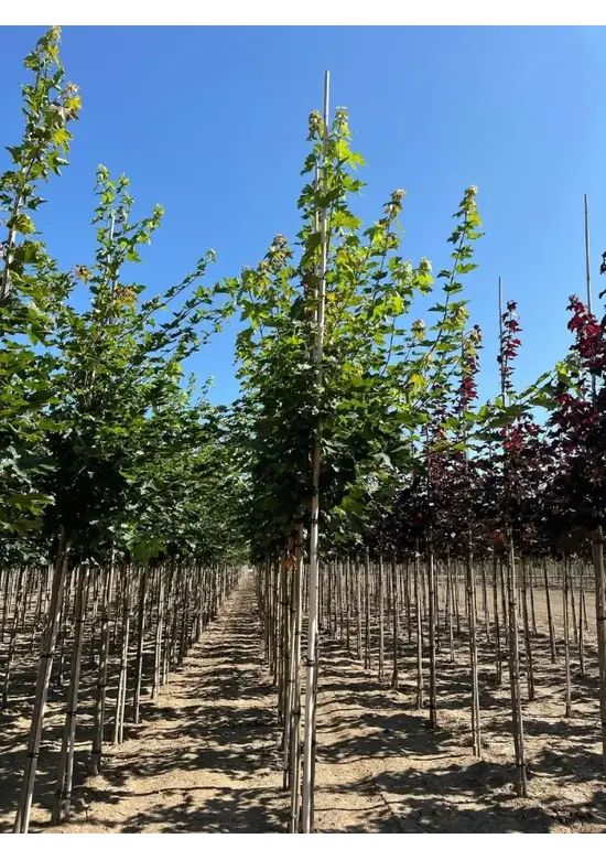 Spitzahorn Hochstamm | Acer platanoides