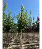 Spitzahorn Hochstamm | Acer platanoides