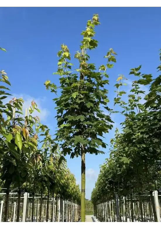 Spitzahorn Hochstamm | Acer platanoides