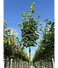 Spitzahorn Hochstamm | Acer platanoides