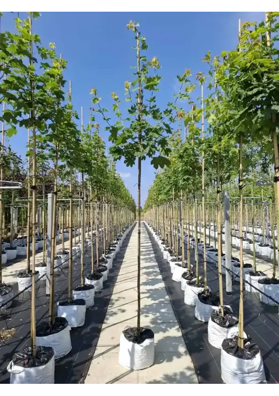 Spitzahorn Hochstamm | Acer platanoides