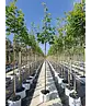 Spitzahorn Hochstamm | Acer platanoides
