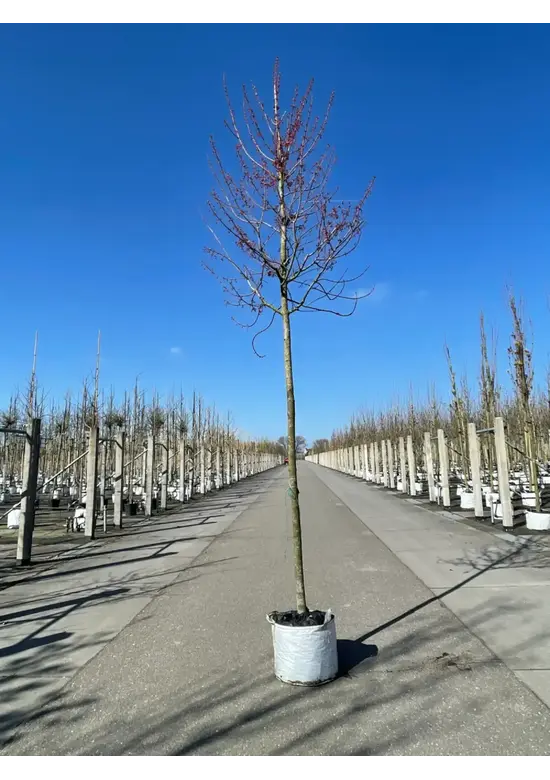 Rotahorn 'October Glory' | Acer rubrum 'October Glory'